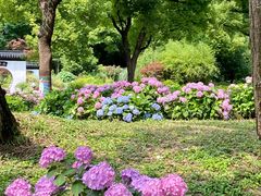 -上海共青森林公园