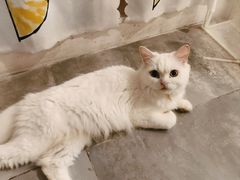 -楼上猫咖(罗湖店)