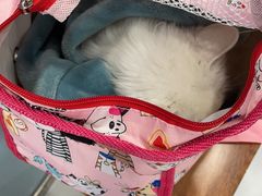 -纳吉亚猫专科动物诊疗中心(蒋宅口分院)