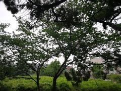 -嘉定紫藤园