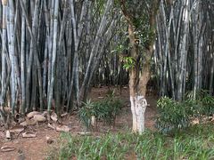 -玉树公园