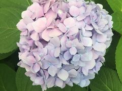 -上海滨江森林公园