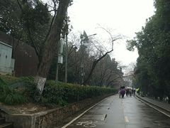 -武汉大学-樱园