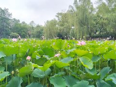 -莲湖公园
