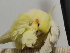 -豫楚源美猴王·面(武商广场店)