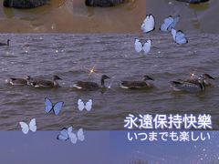 -南大港湿地风景区