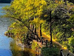 -深圳仙湖植物园
