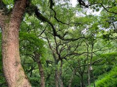 -普陀山雷迪森庄园