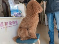 -哆趣宠物医院·眼科·内镜·急重症转诊中心(上海店)