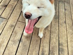 -喜柴咖啡·柴犬狗咖