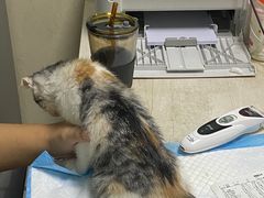 -A猫a狗全科·犬猫异宠·芥西宠物医院(南开总院)
