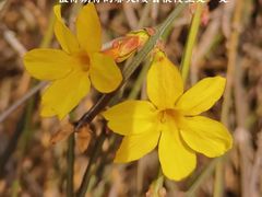 -永定河休闲森林公园