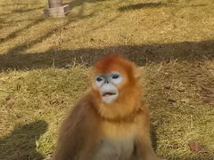 -西安秦岭野生动物园