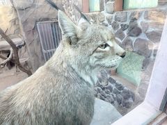 -青藏高原野生动物园