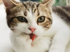 -lincat·猫舍(广州店)