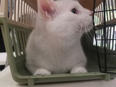 -艾贝尔宠物医院 ·中兽医·宠保定点(北门桥店)