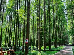 -黄海国家森林公园