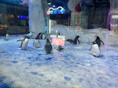 -芜湖新华联大白鲸海洋公园