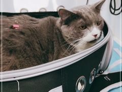-纳吉亚猫专科动物诊疗中心(蒋宅口分院)