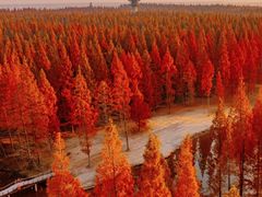 -黄海国家森林公园