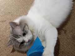 -more than meow吴止猫主题餐厅(承德 中船汇店)