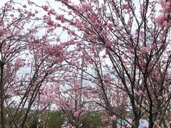 -天适樱花悠乐园