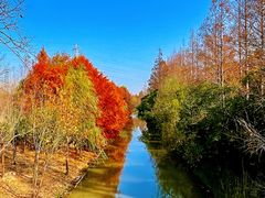 -上海长兴岛郊野公园