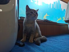 -芭比堂动物医院·犬猫全科·异宠专科(雁塔分院)