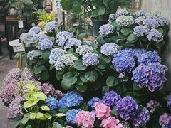 -循礼门鲜花花市(武汉循礼门店)