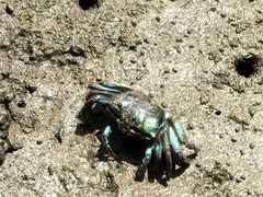 -东寨港红树林旅游区