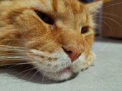 -Heymao猫咖.咖啡厅(东门店)