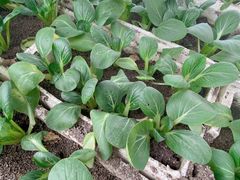 -甜心庄园·甜心草莓采摘园(西青中北店)