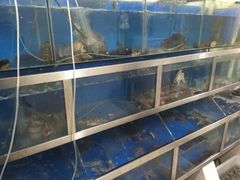 水产区-宾朋海鲜特色美食餐厅·纯手工鲅鱼水饺(兴海路店)