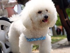 -Oh My Dog宠物沙龙(伊珊娜皮毛护理店)