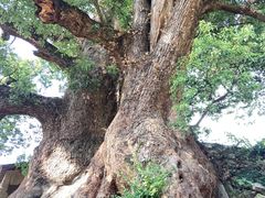 -杨家堂村