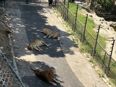 -大连森林动物园