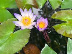 -深圳仙湖植物园