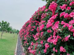 -广富林郊野公园