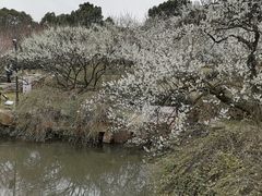 -香雪海