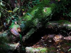 -云南屏边大围山国家公园