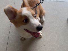 -瑞派福兴宠物医院犬猫全科·骨科·中西医结合(河东店)