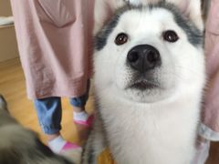 -Husky Go! 哈士奇体验馆·宠物咖啡厅狗咖