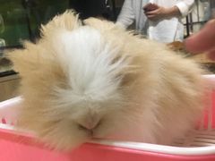 -藦茜花园宠物主题亲子互动体验馆(国顺东路店)