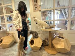 -楼上猫咖(罗湖店)