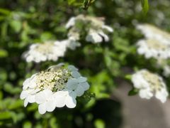 -陆家嘴中心绿地