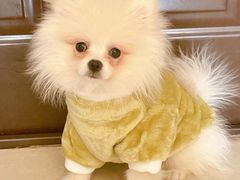 -瑞派蒂凯宠物医院·免疫点·宠保定点