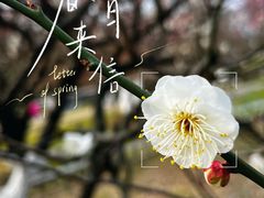 -南京古林公园