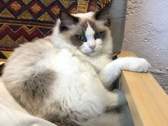 -喵屿·大理花园猫咖