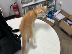 -联合动物医院(光谷诊疗中心)