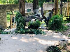 -都江堰中华大熊猫苑